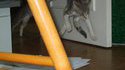 Chat-kangourou