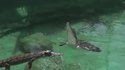 Saut de crocodile
