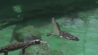 Saut de crocodile