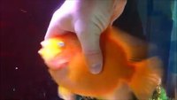 Un poisson rouge qui aime les caresses