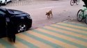 Quelle est la meilleure musique qui va sur ce gif ?