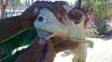 Requin cyclope