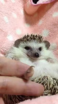 Un hérisson se fait couper les ongles