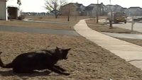 Le chien, cet animal cool