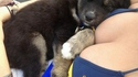 Un petit chien tout mignon