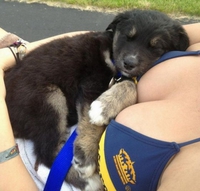Un petit chien tout mignon