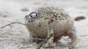 La grenouille pluie de Namaqua