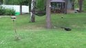 Tom et jerry