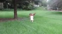 Un enfant et Bambi