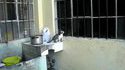 Intervention de maman chat