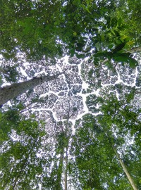 La canopée