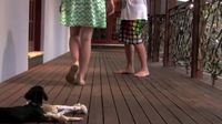 Un chien défend sa maitrese