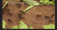 Passage de fourmis