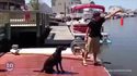 Genius dog