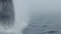 Il filme le saut d'une baleine