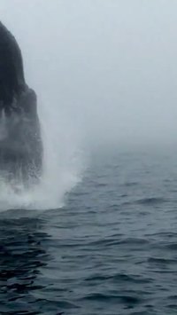 Il filme le saut d'une baleine
