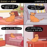 La difficulté d'avoir un chat