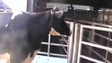 Des vaches et autotunes