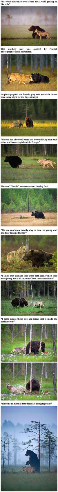 Un loup et un ours, amis pour la vie