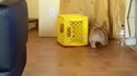 Un chien attrape sa laisse et s'allume un cigare