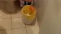 Qui a mâché la poubelle ??