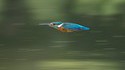 Bullet Bird