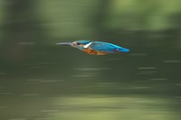 Bullet Bird