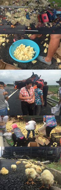 Accident de camion de poussins