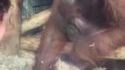 Un singe rencontre une femme enceinte