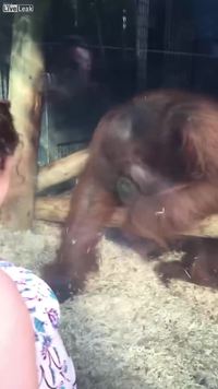 Un singe rencontre une femme enceinte