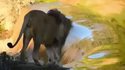 Un moment majestueux, un lion marche sur sa cascade d'eau