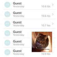 Le chat et la balance connectée