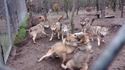 Une meute de loup contre l'Oméga