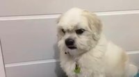 Quel objet veux-tu, chien ?