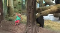 Deux petits primates jouent ensemble