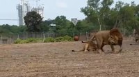 Gros chats jouent à la balle