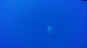 Le saut d'une baleine