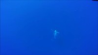 Le saut d'une baleine