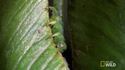 Carnivorous caterpillar