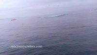 Un kayak à deux doigts de se faire écraser par une baleine