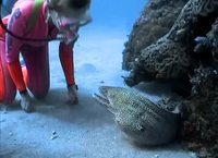 Gentil petit poisson