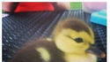 Je veux un canard
