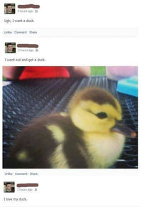 Je veux un canard
