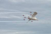 Air Force Mouette