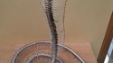 Squlette de Cobra