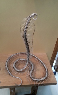 Squlette de Cobra