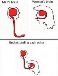 Le cerveau des hommes et des femmes