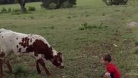 Petite vache timide