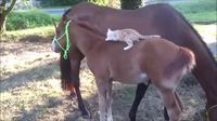 La grosse prise d'un jeune chat