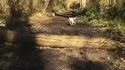 Sauts de chiens